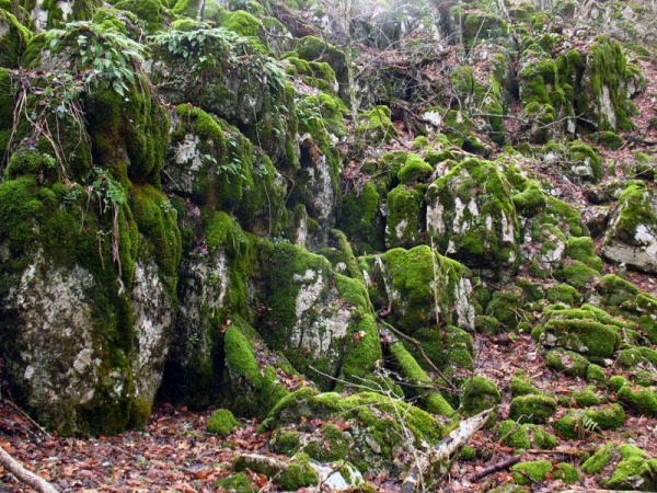 Карадагский лес - Чатырдаг